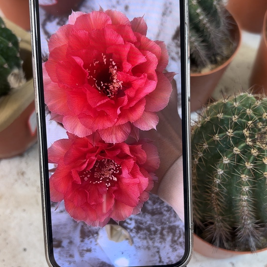 贾***彩草1-8号7-7.5公分左右