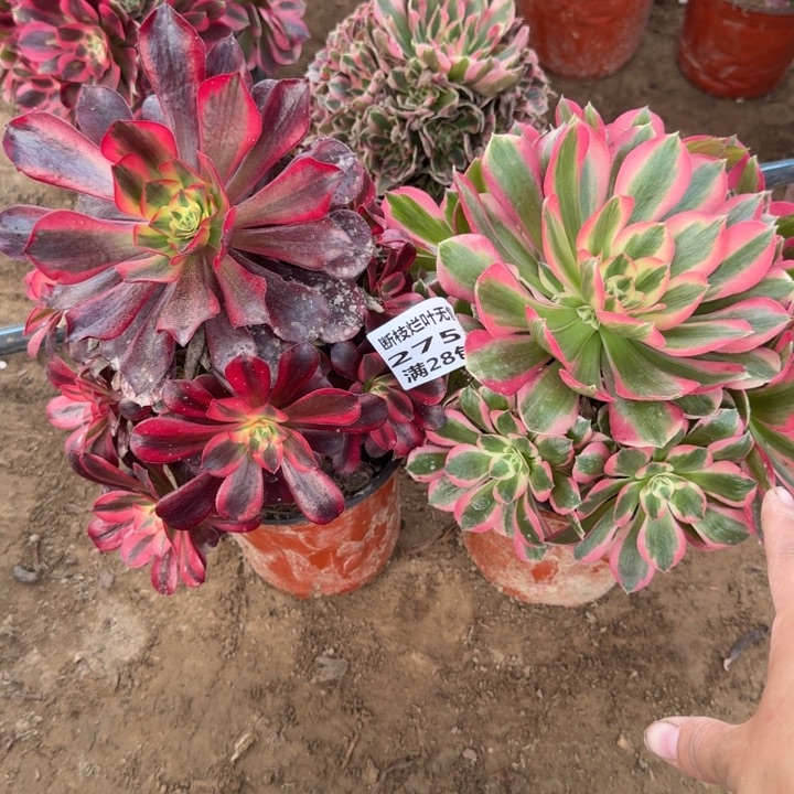 2753美杜莎➕女郎二号棚B