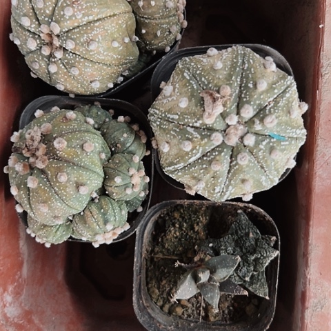 1020处理木心根仙人球