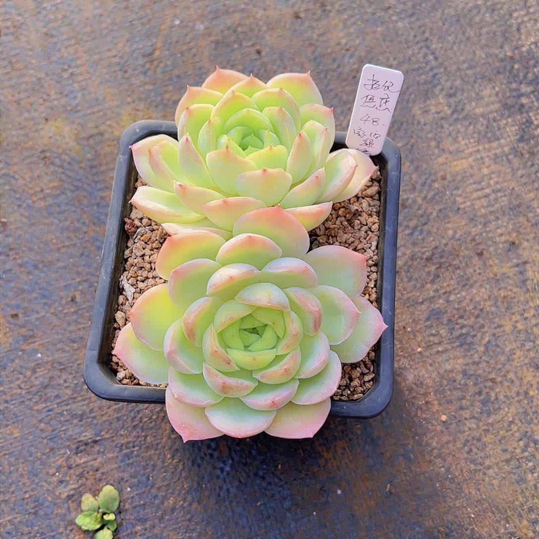 拒**虑宝宝绿，多肉植物，