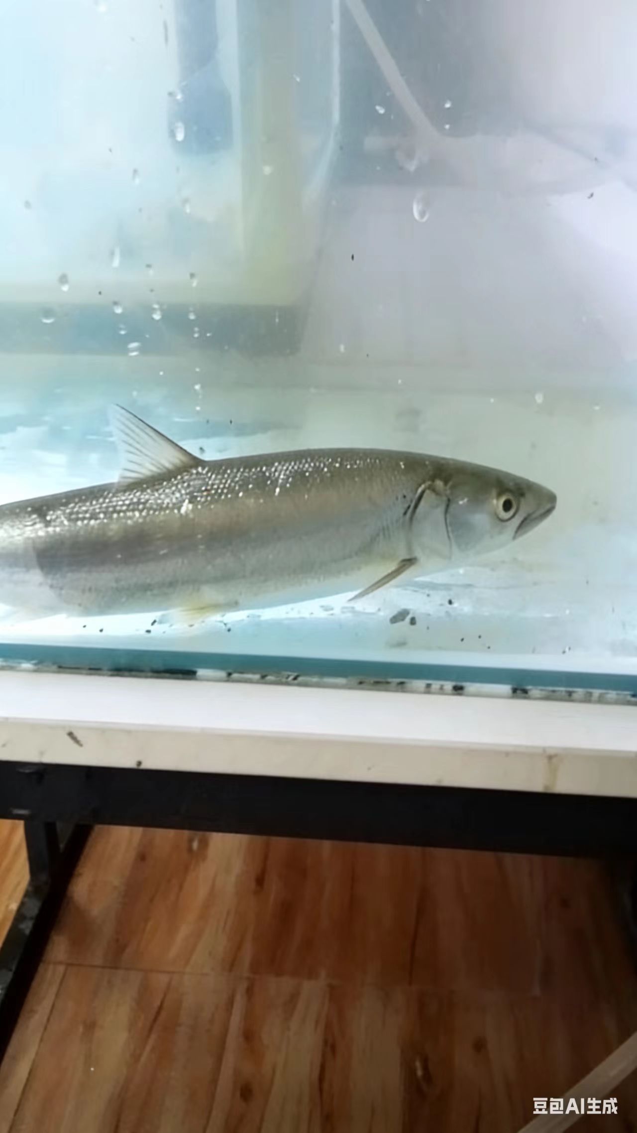 冷水淡水好养耐活的鳡鱼苗活体
