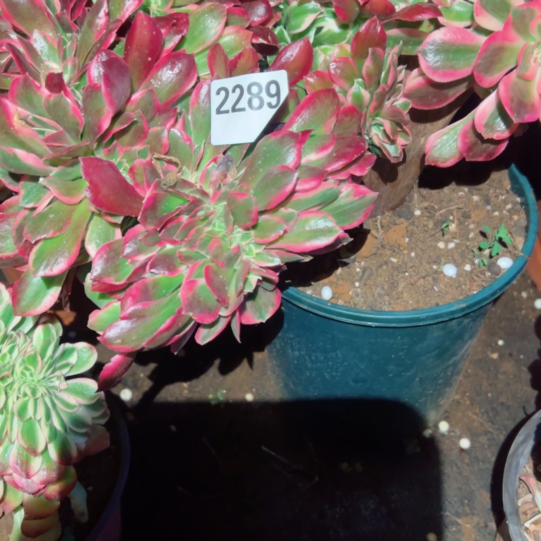 2289 号多肉植物法师新年福利