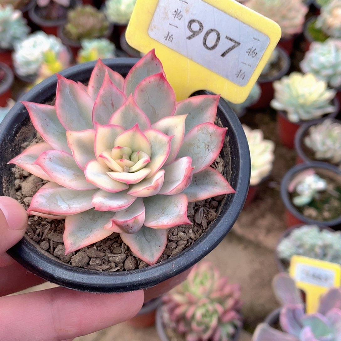啵***4907号多肉植物盆栽