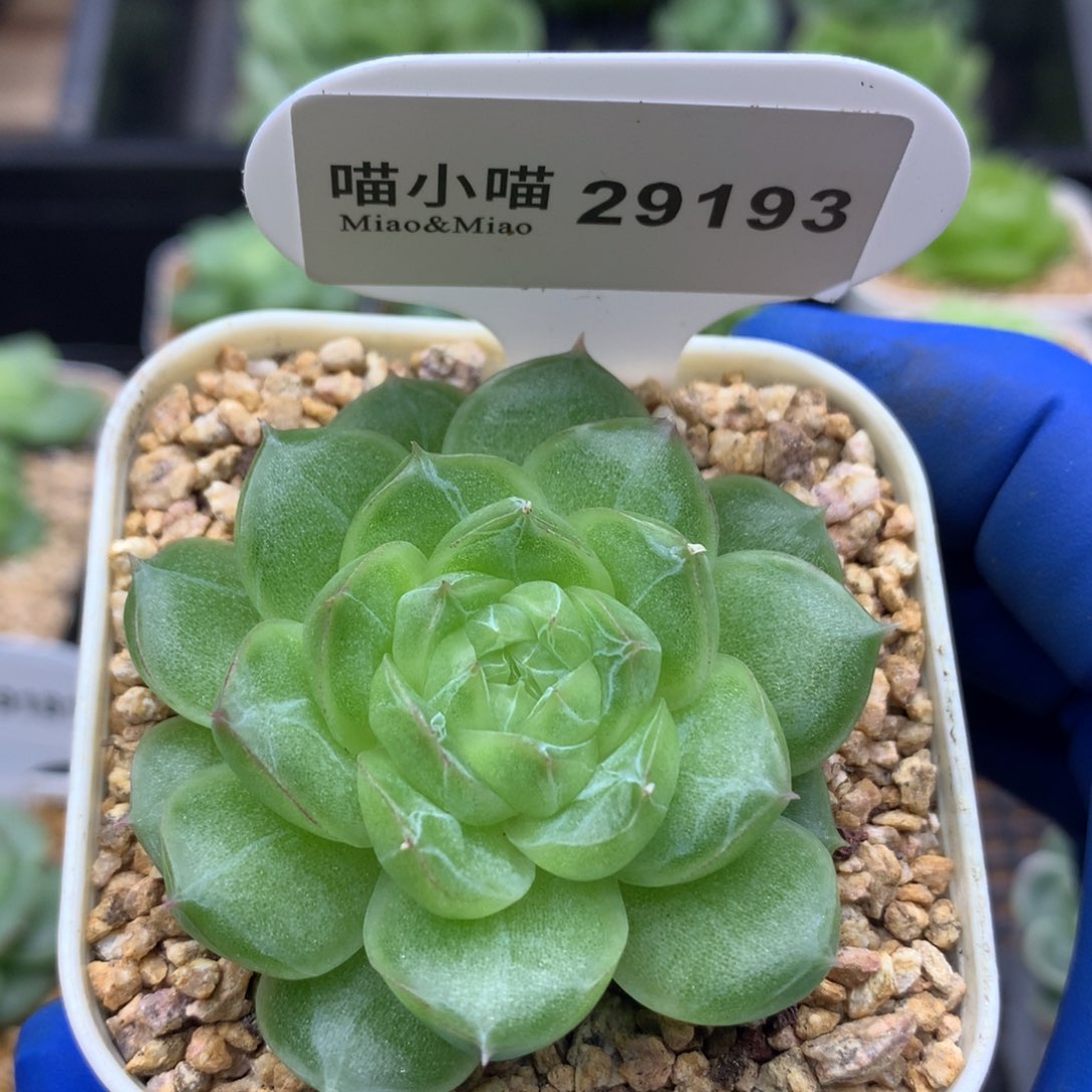 多肉植物杂交珍妮