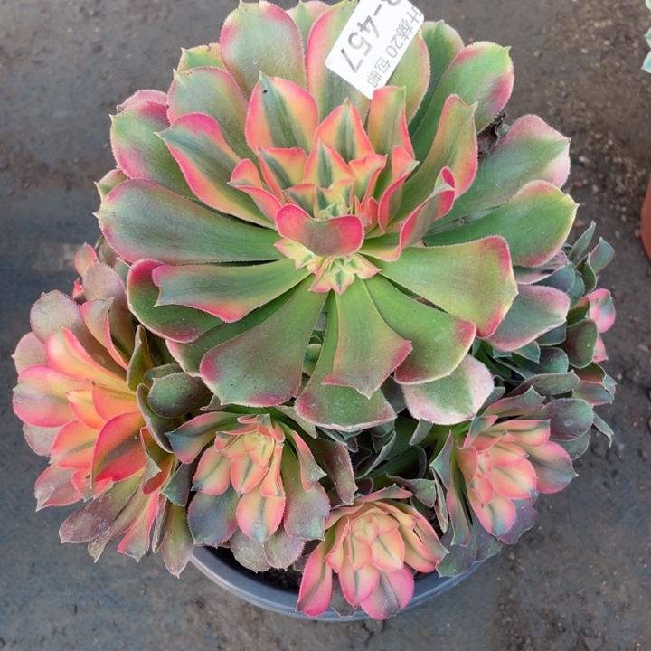 457香妃多肉1234567838676