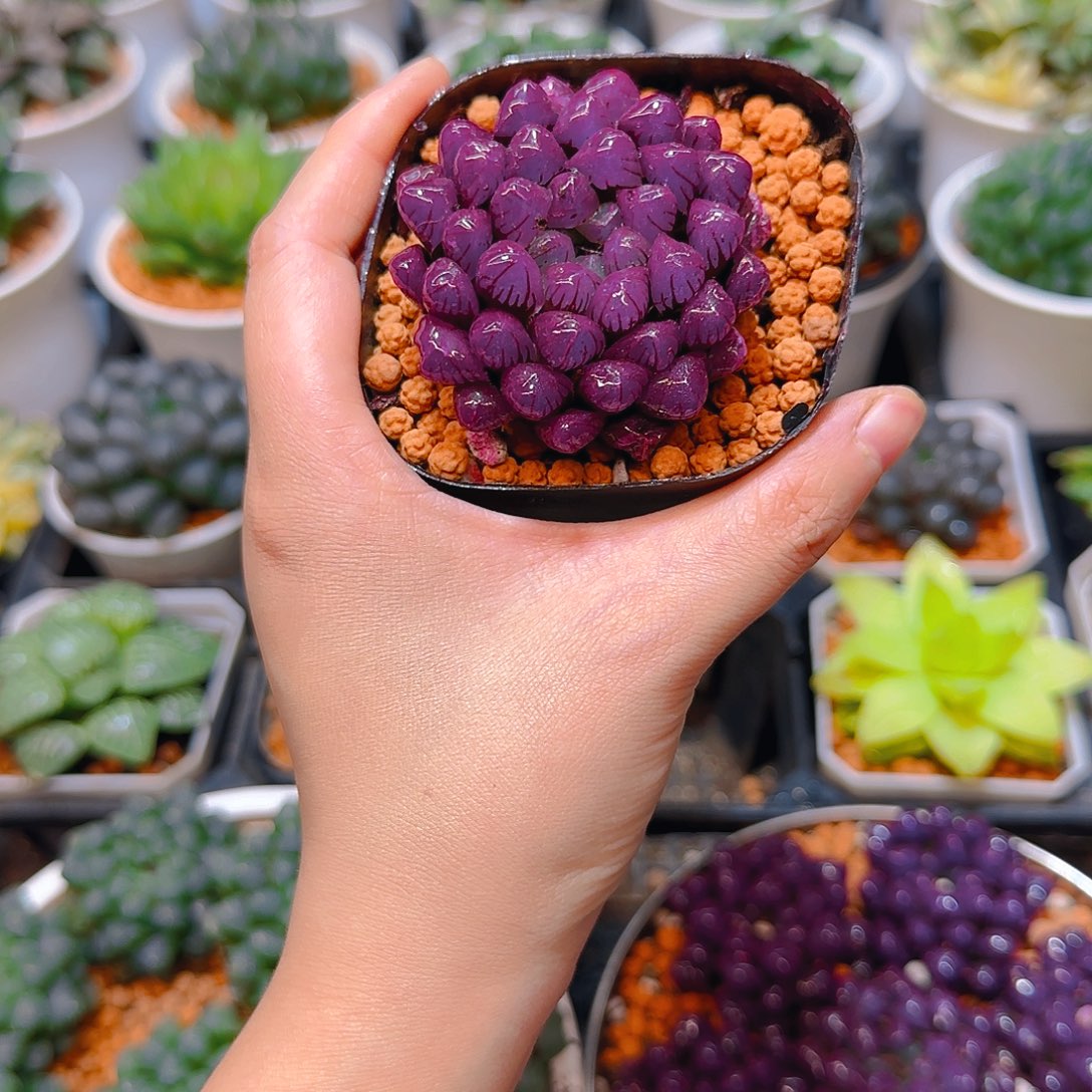 紫宝石冰灯玉露，原盆