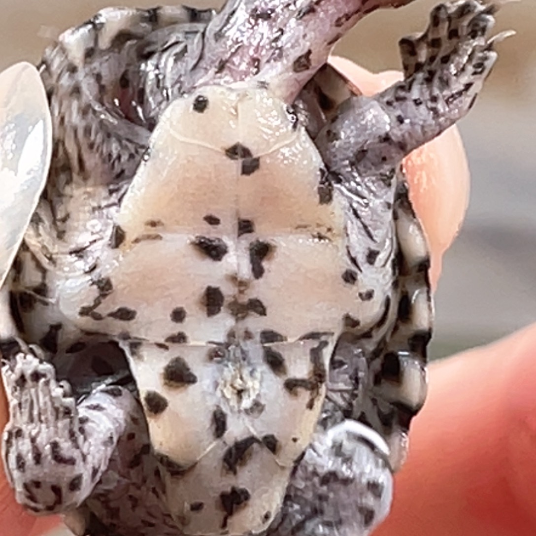 剃刀龟不分公母W5全品粗满纹黑刀