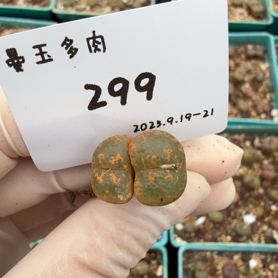 一***晴多肉多肉多肉9.21-299 K勋