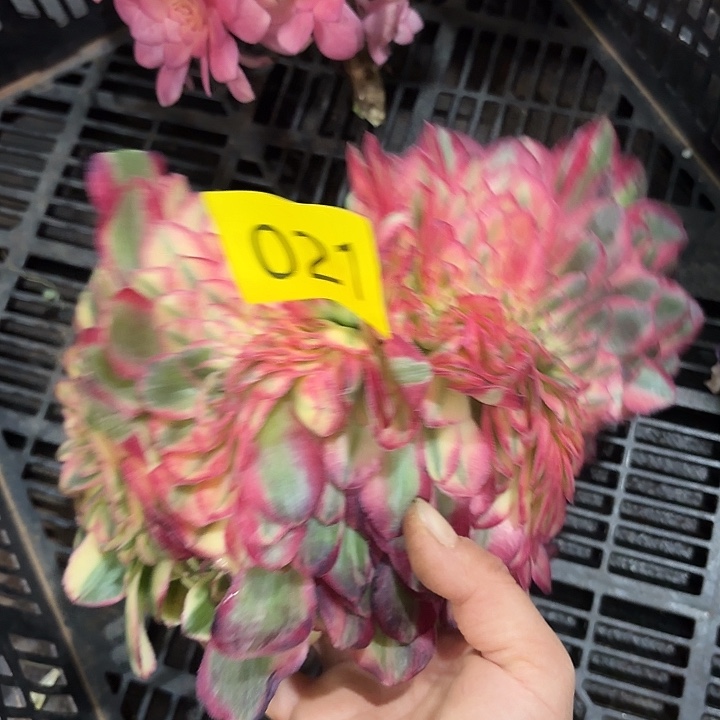 多肉植物海神缀032