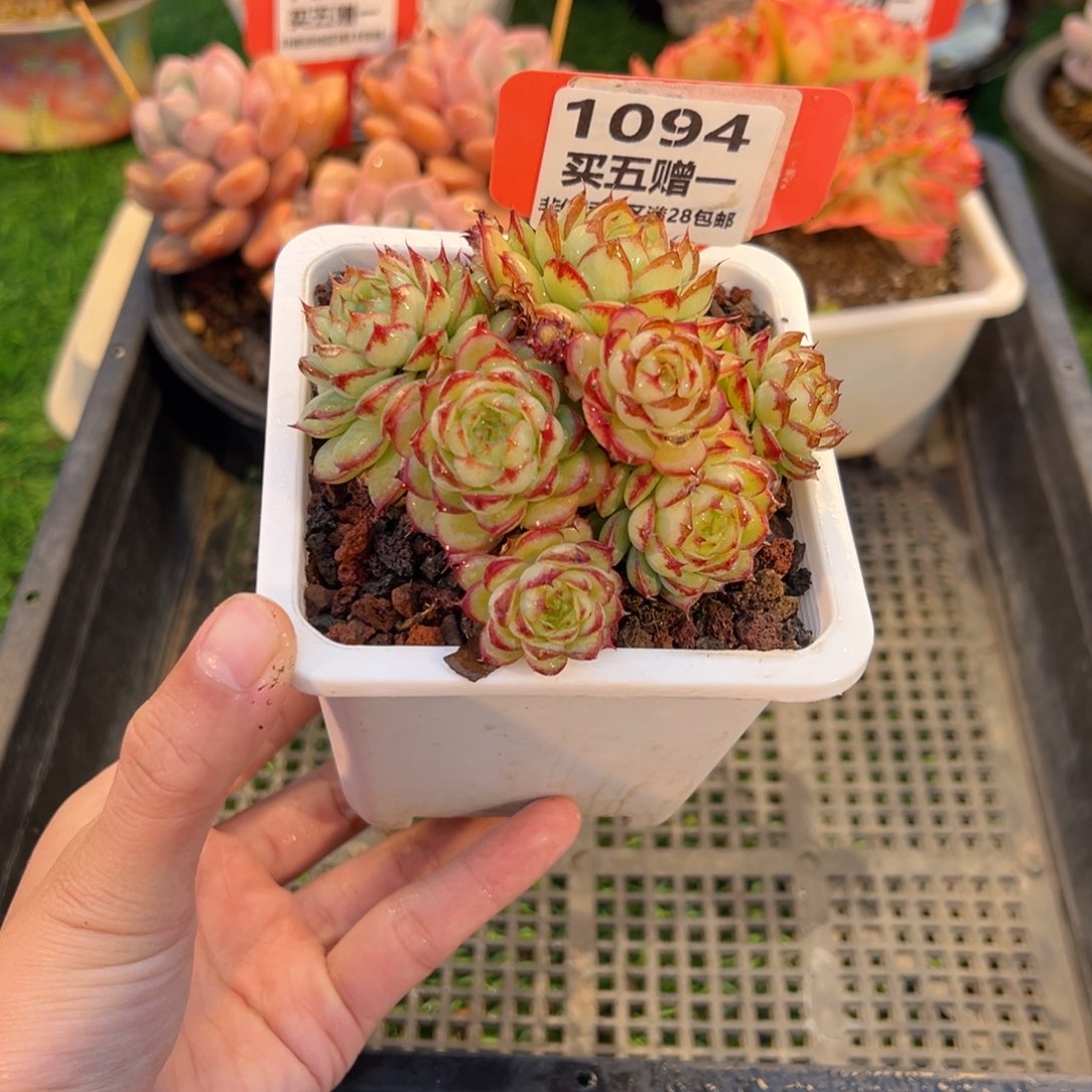 表妹精品多肉1094.