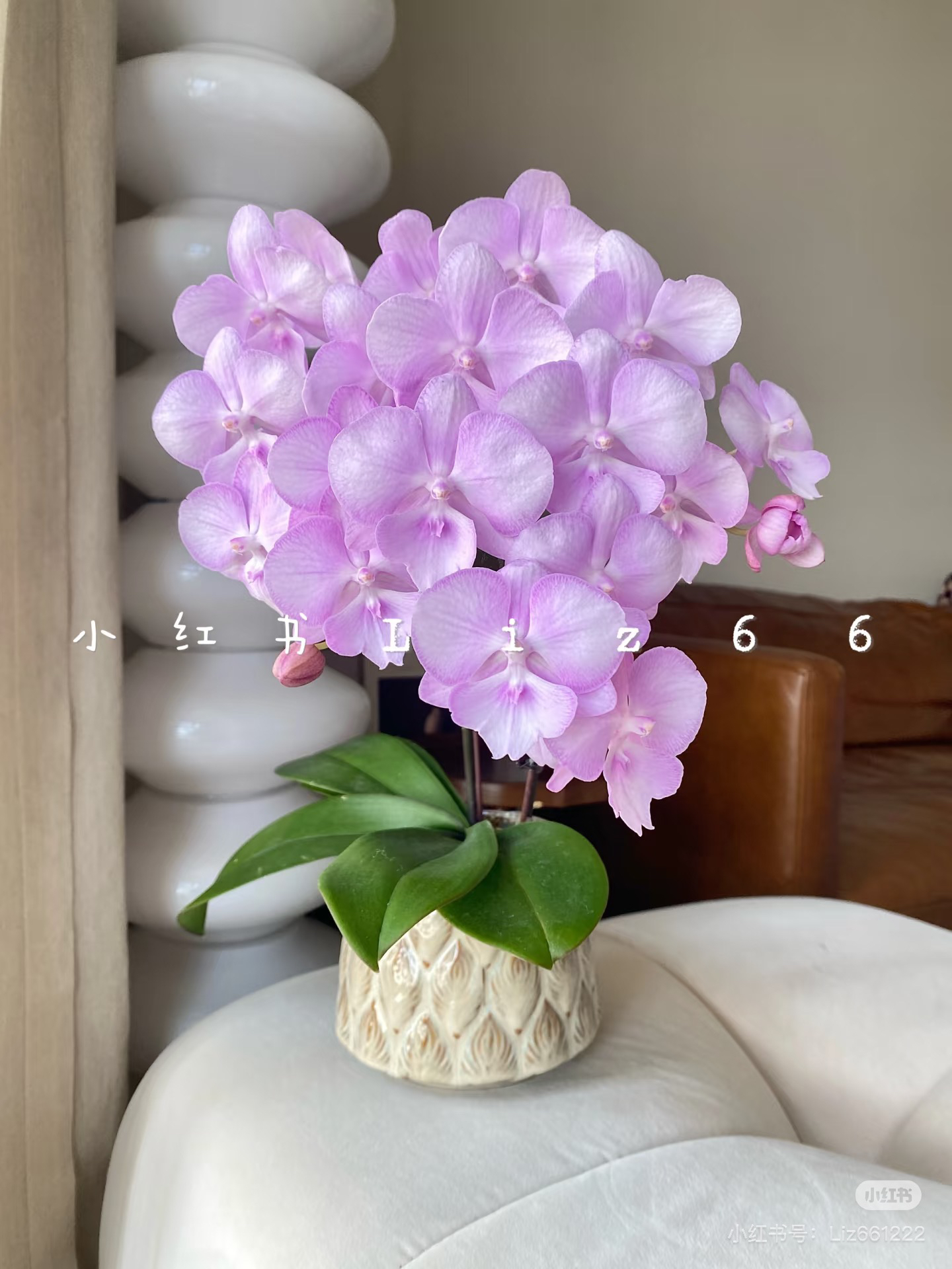 【神仙姐姐】3.5杯蝴蝶兰 室内高端花卉