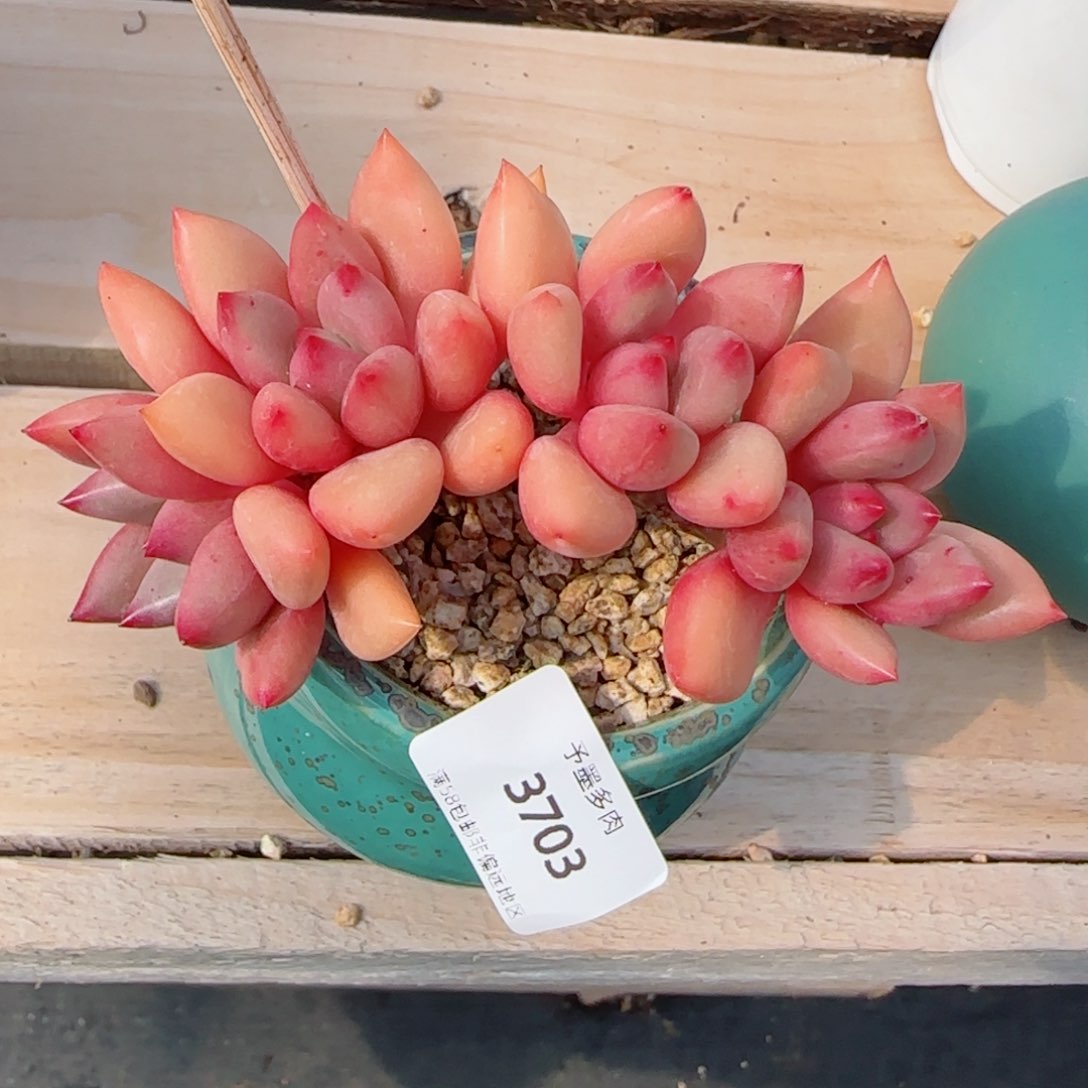 桃花源朵缀，3703多肉植物