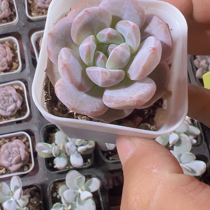 奶盖精品多肉植物大战