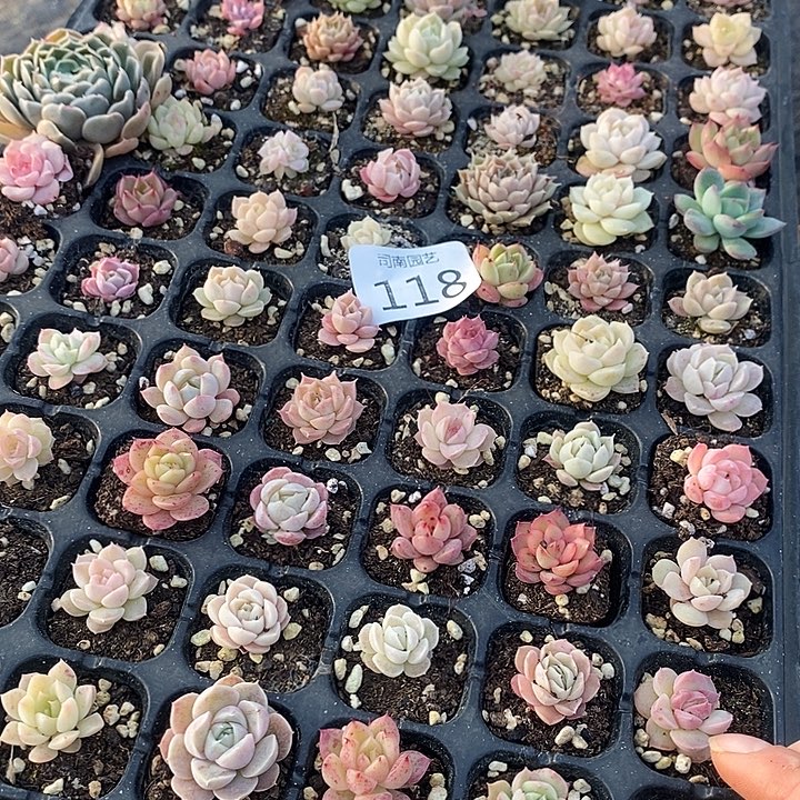 118 多肉植物盆栽花卉