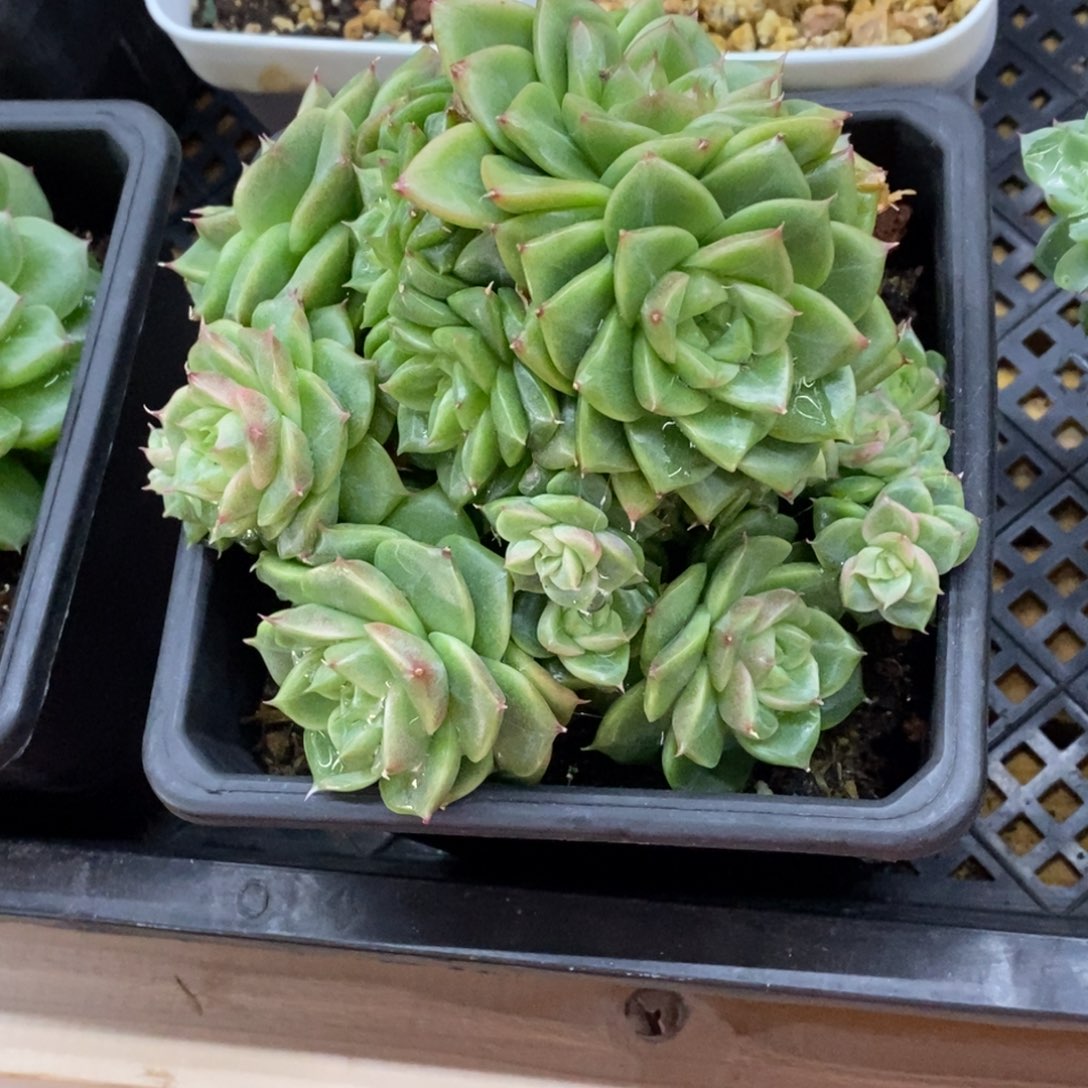 精品多肉一物一拍不包整263