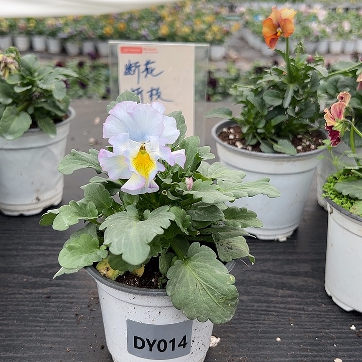 大部分花苞少量开放014号
