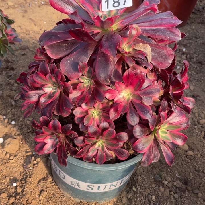 无花朵197多肉植物美杜莎