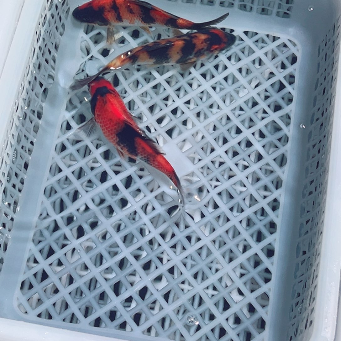 锦鲤锦鲤观赏鱼1111