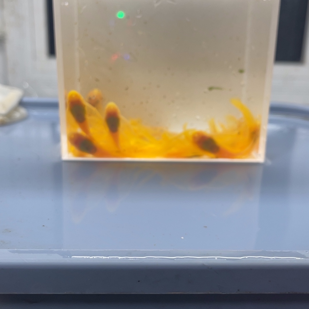 清道夫鱼大号帆20条开箱视频包损