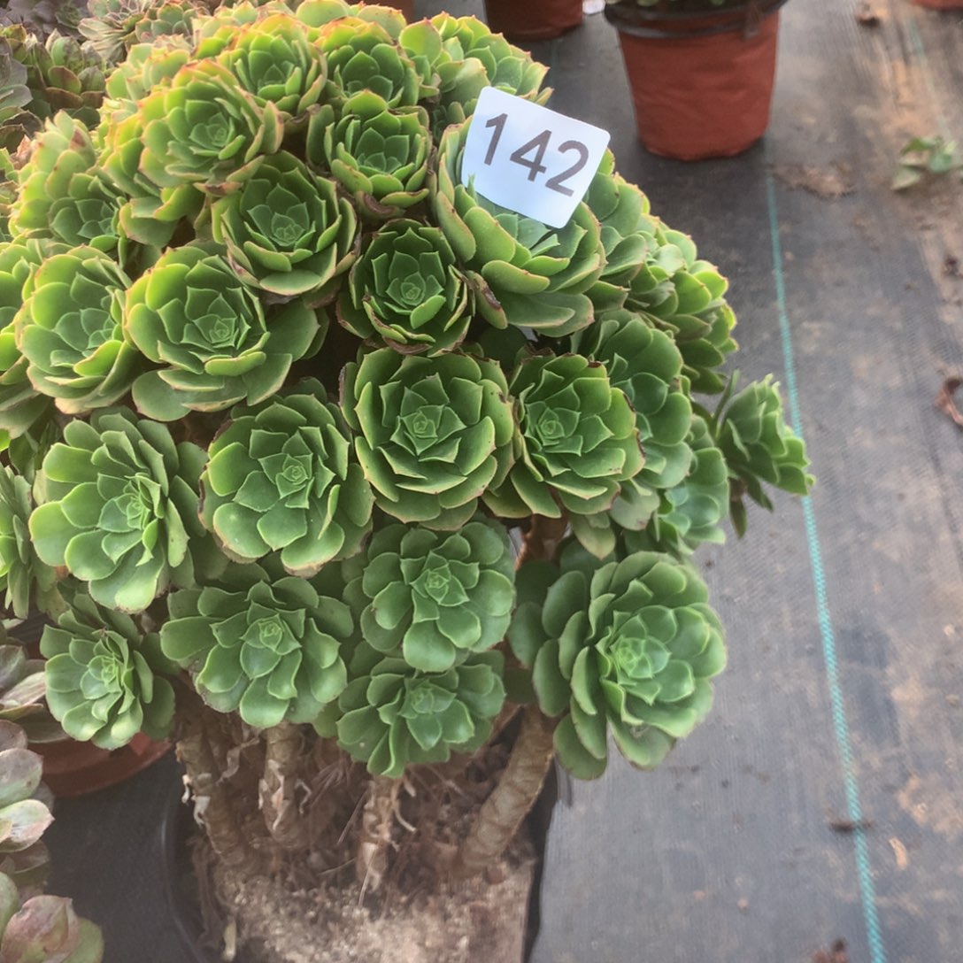 ~***~142绿羊线多多肉植物