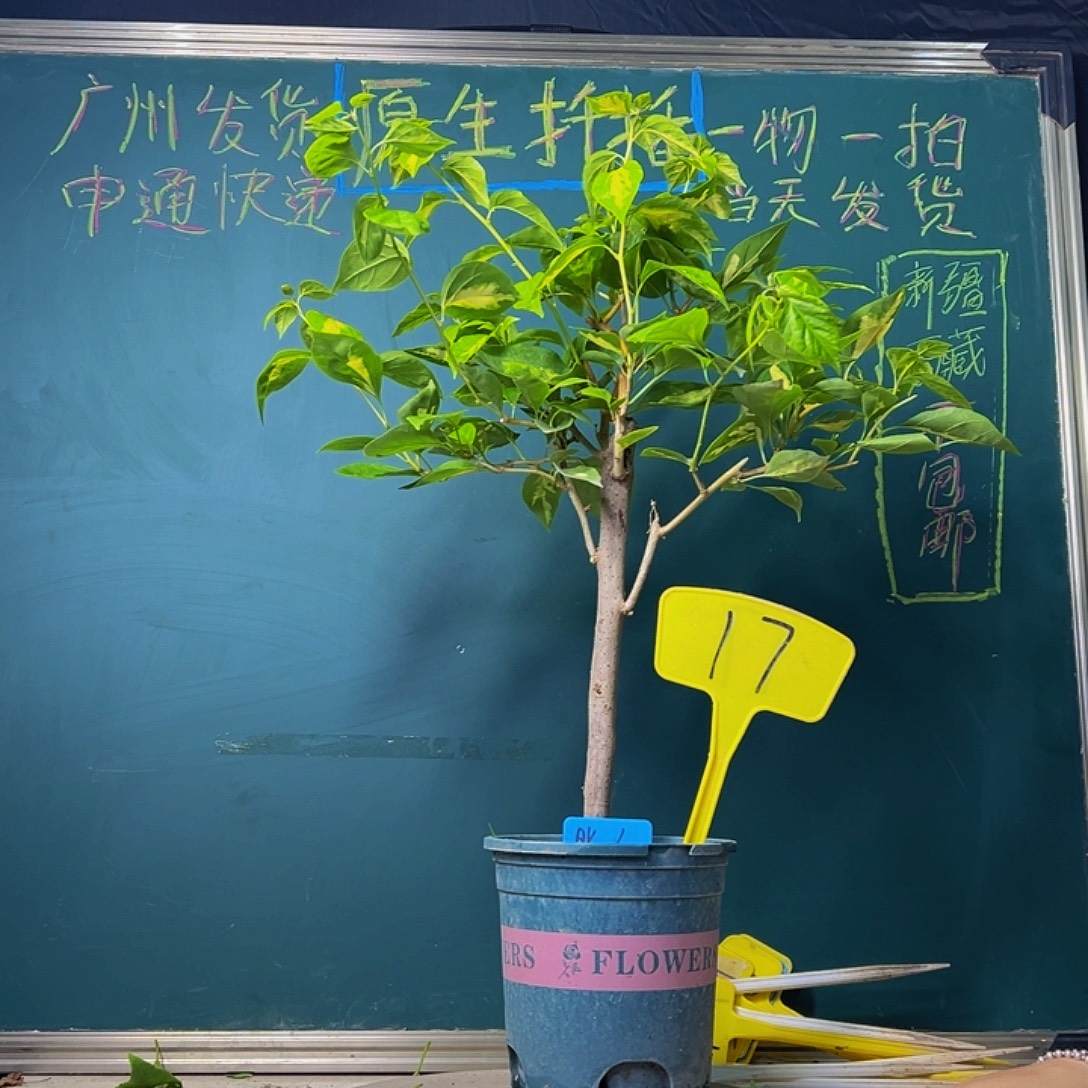 当前无花栽培后可以开花高60CM 金心橙白 棒棒糖型 17