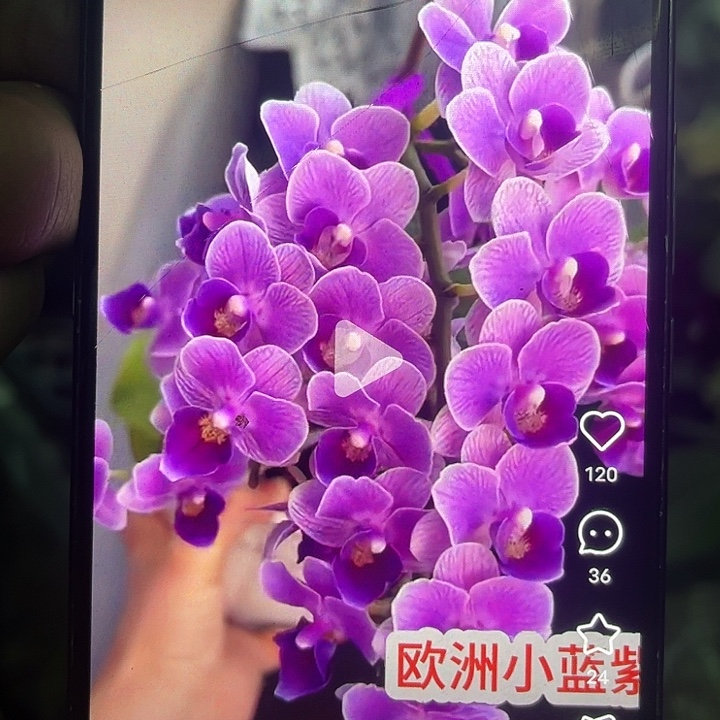 当前无花栽培后可以开花欧洲小蓝