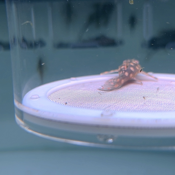 清道夫鱼15-076瑕疵雪球一条