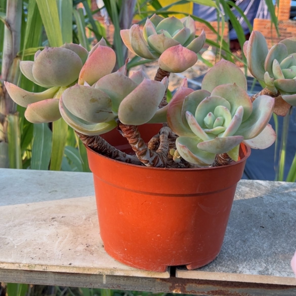 【闪购商品】无花朵、*汐