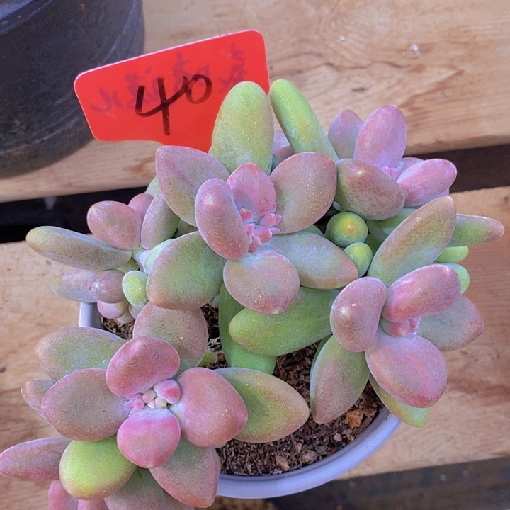 在家里面吃饭的话