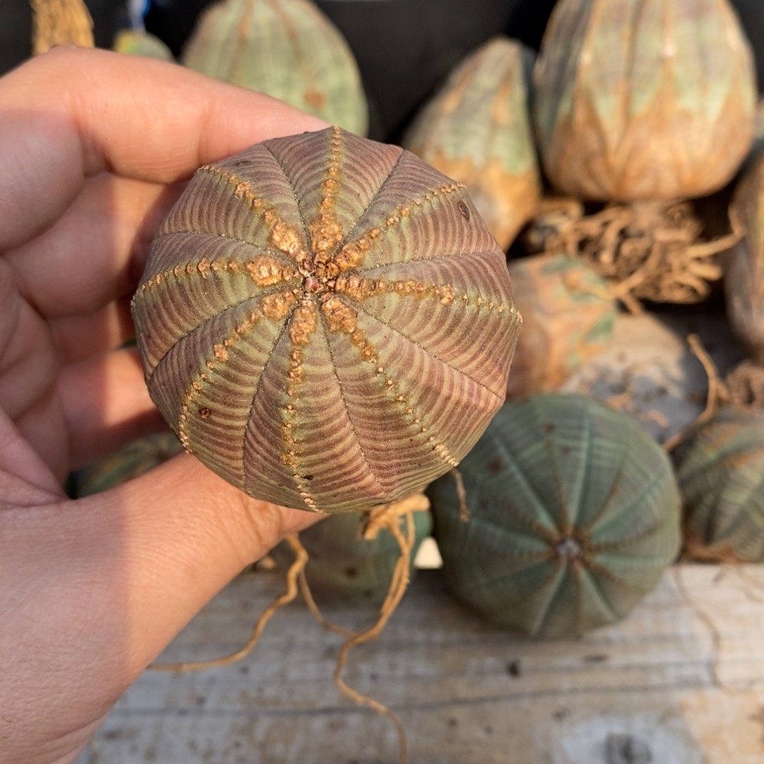 6 欧系实生布纹球多肉植物