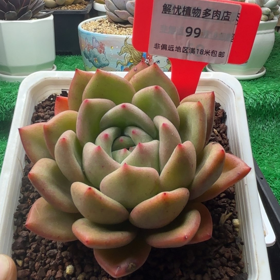 解忧多肉植物编号99