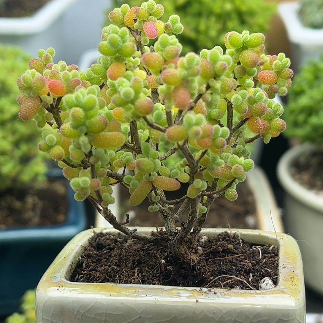 15金桔带盆优选枝干番杏