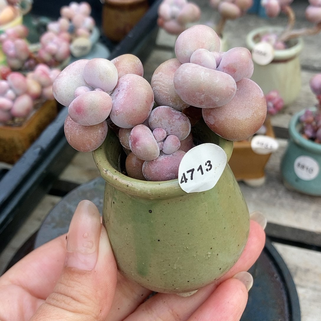 4713糖果腰子蛋带盆土