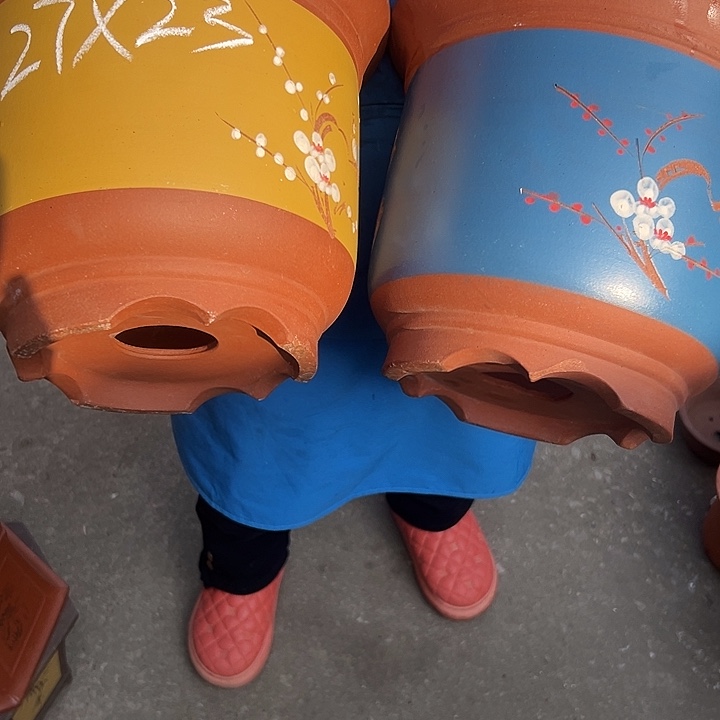 27黄点菜金钟和27蓝点菜金钟花盆花盆