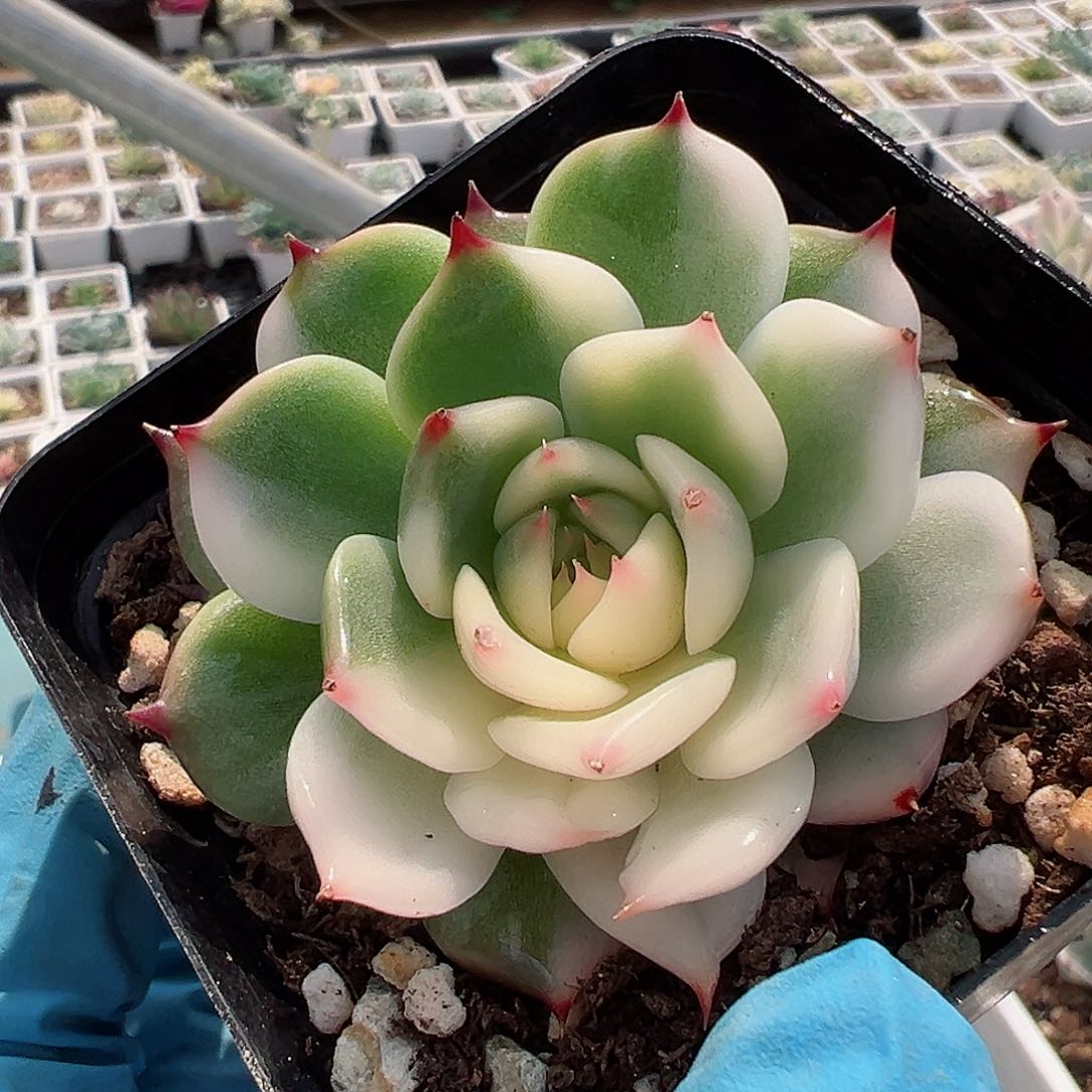 吉娃娃锦，花脸锦