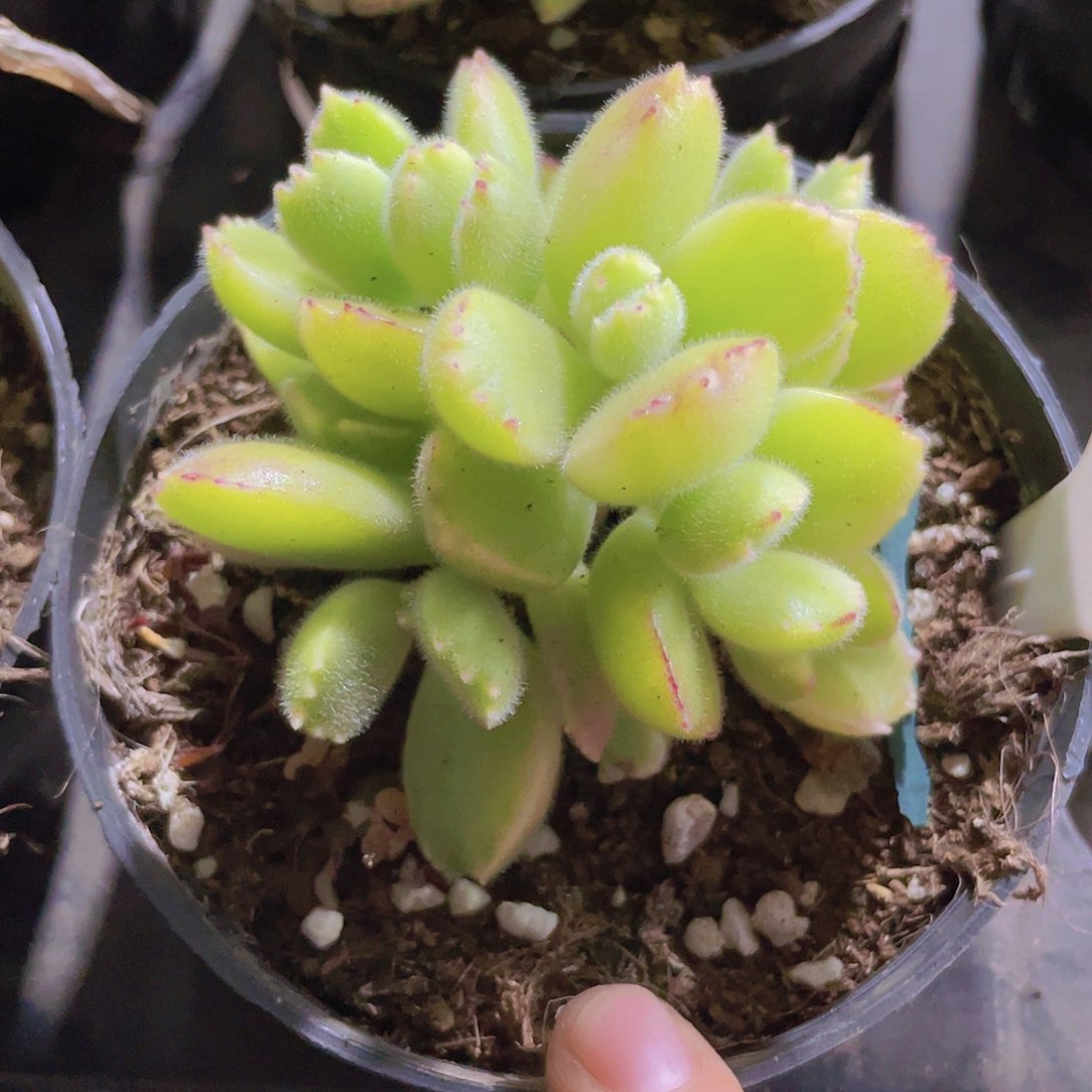 黄熊e029一物一拍
