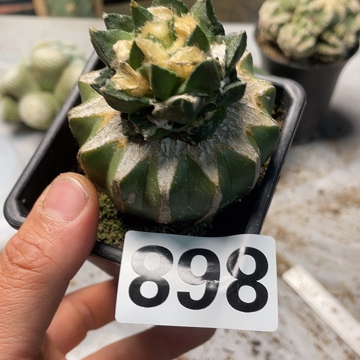 完全开放898龙角牡丹