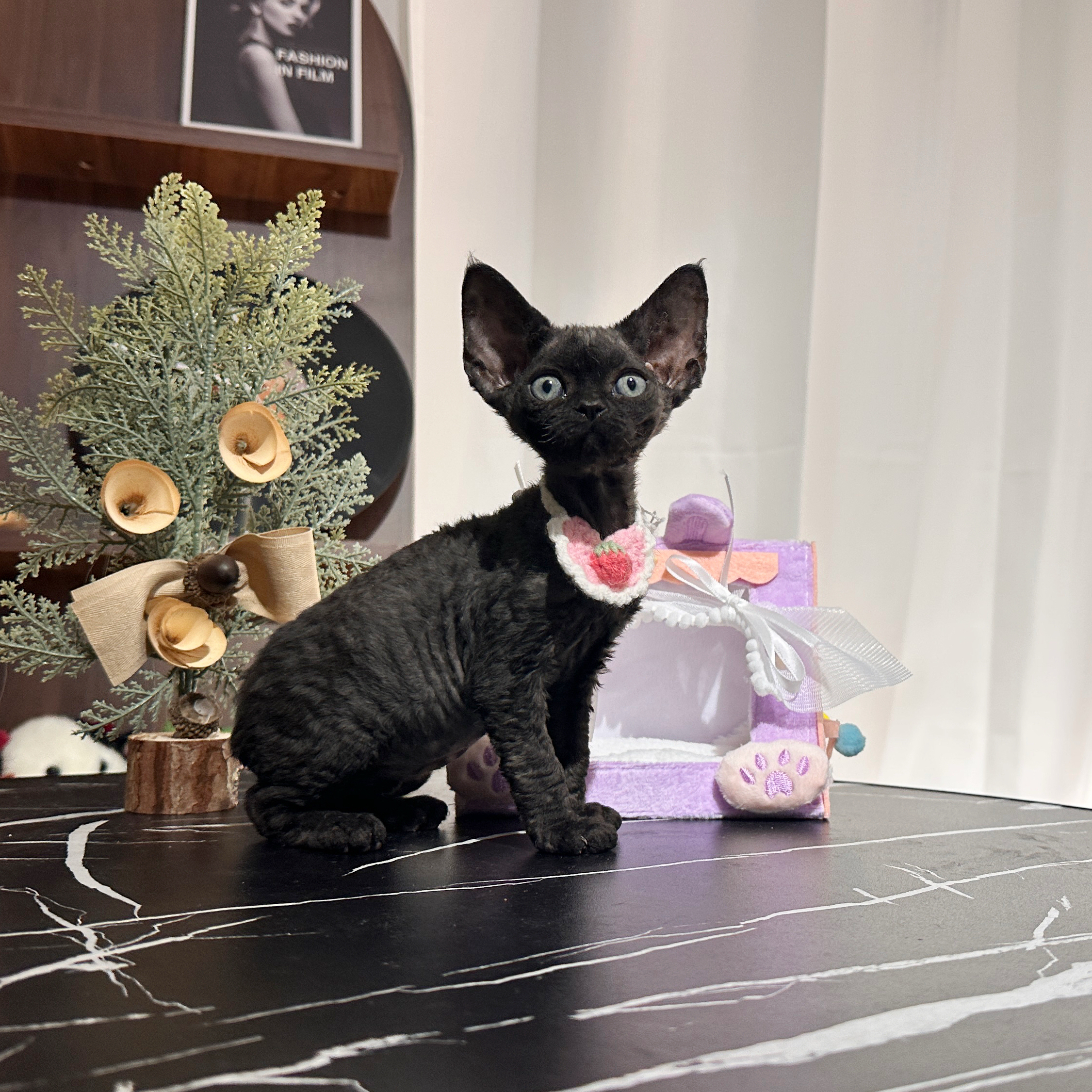 德文卷毛猫 纯黑色大耳朵妹妹
