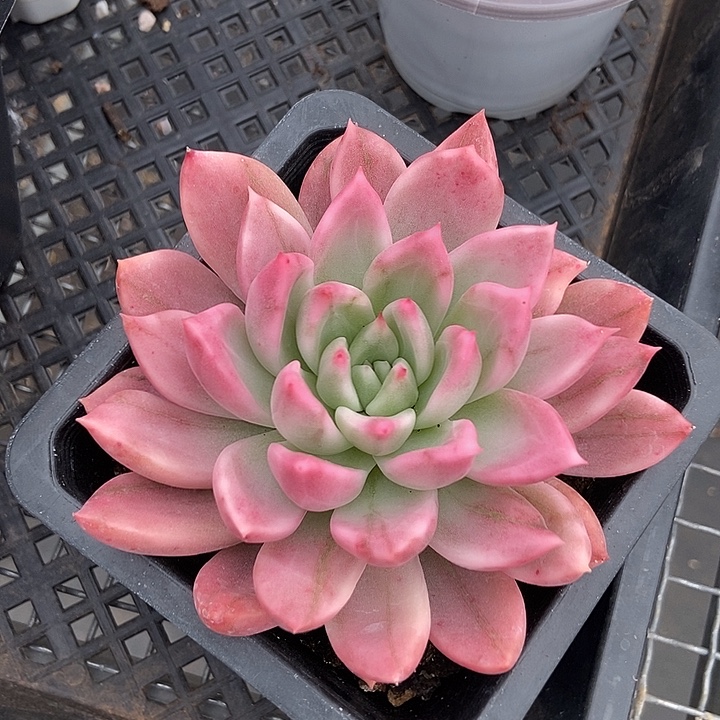 鹰嘴红锦多肉植物
