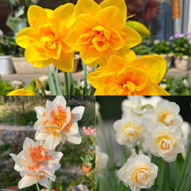 【缤纷甄选】精品洋水仙 花车游行+新娘皇冠+重瓣日出到手三球