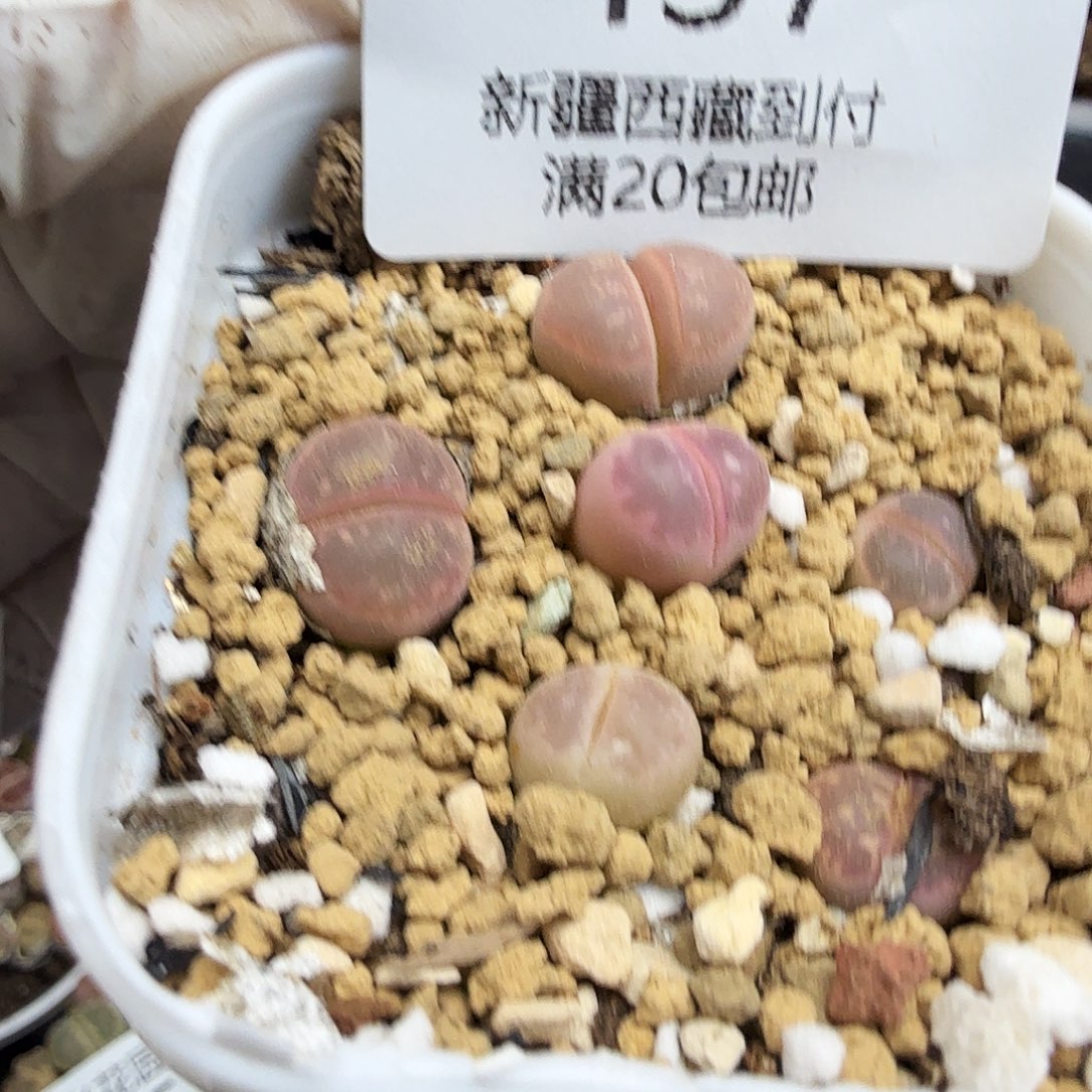 这个点睡起来都会梦中437我