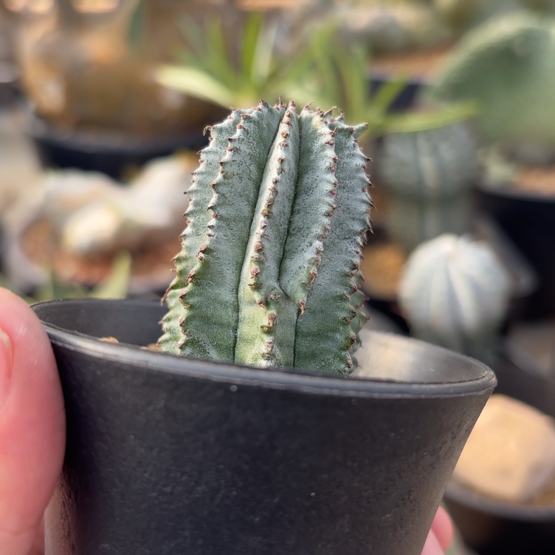 完全开放超白衣gggg