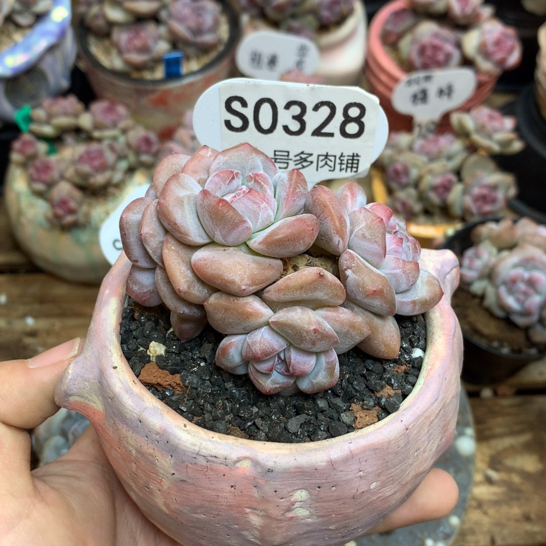 S0328 突尼斯 4头福利