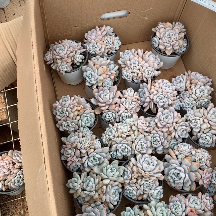 5头起星星雪多肉植物两单包邮