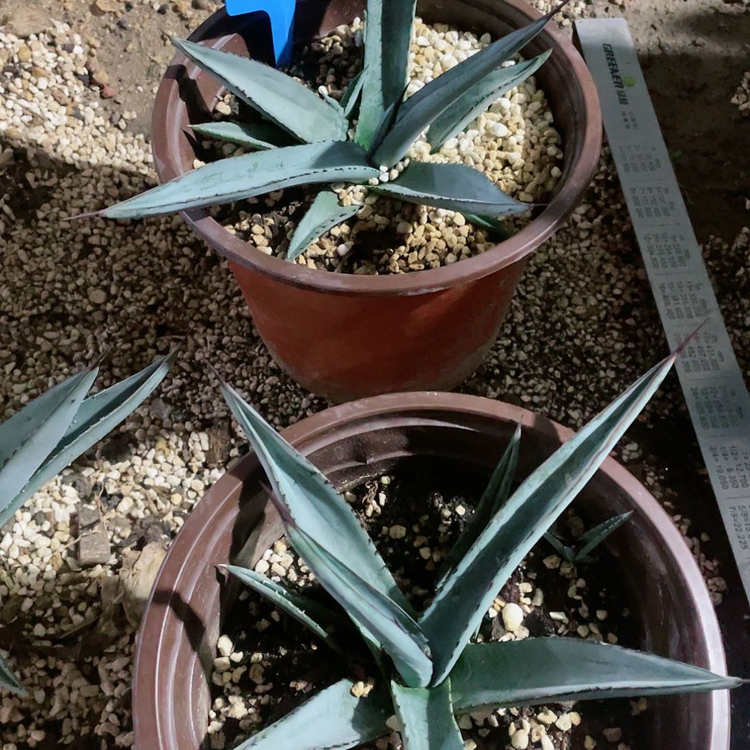 三十三间堂龙舌兰包邮