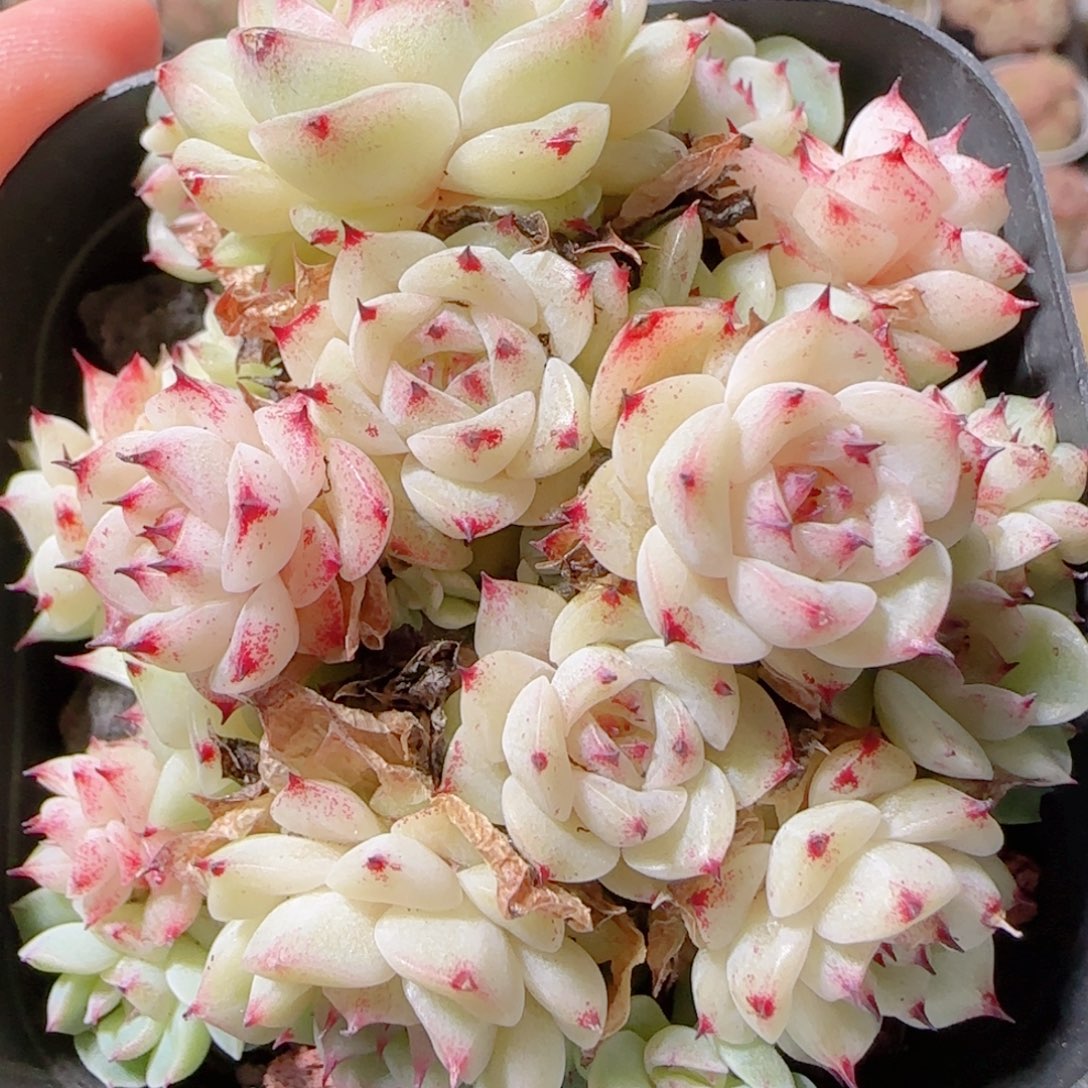 花语多肉1211-185散白魔仙