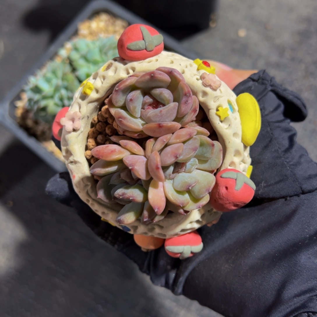 天天开心 红恋缀化