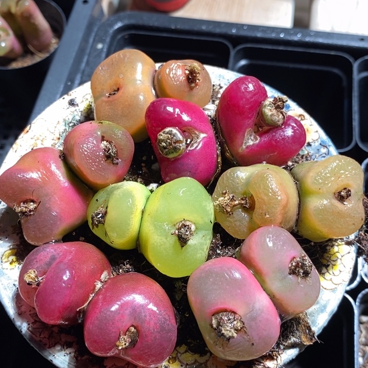 15219有伤一组一组