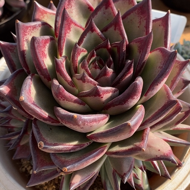 D025- 直播福利 乌木群生