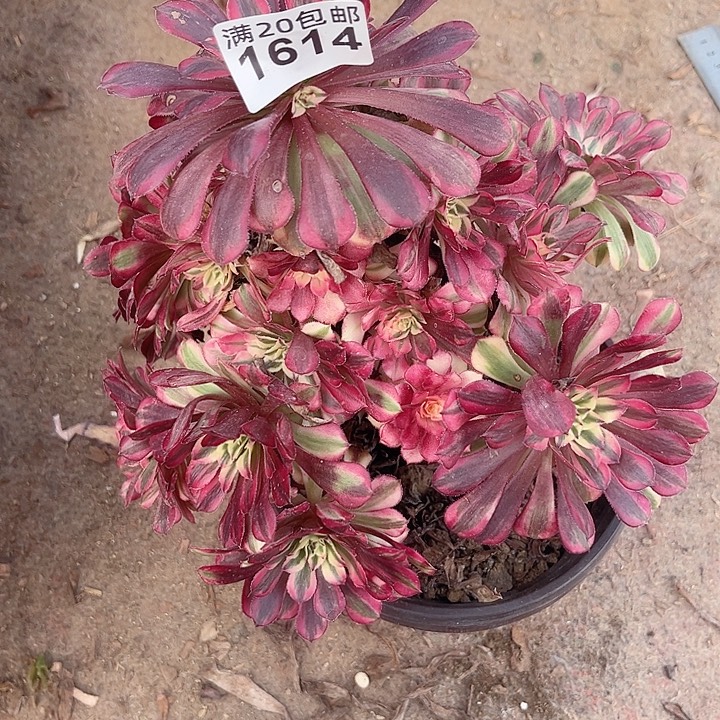 一颗红同超白法师1614